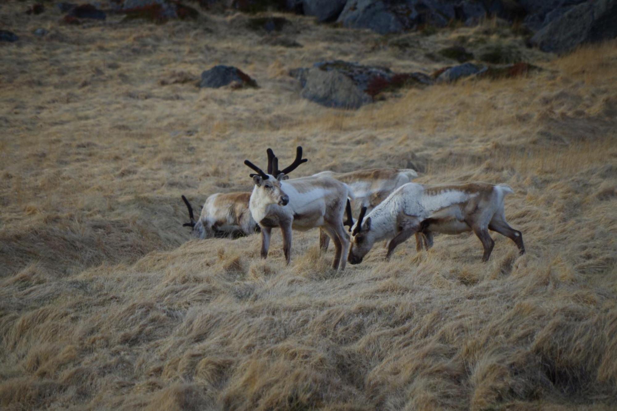 Saxa Guesthouse Stöðvarfjörður Bagian luar foto